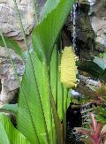 Rattlesnake Plant / Calathea crotalifera 